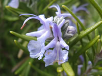 Rosmarinus officinalis